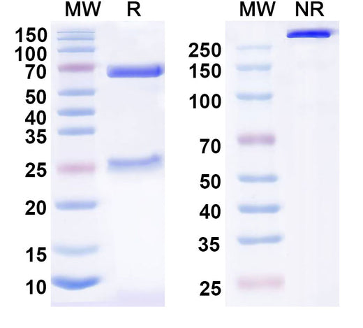 SDS-PAGE for Anti-Human CD9 Antibody (SAA1392)