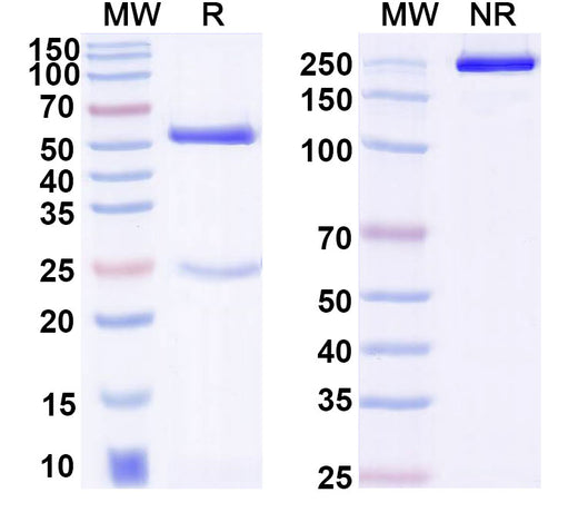 SDS-PAGE for Anti-Human DLL4 Monoclonal Antibody, 21H3