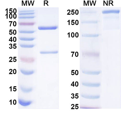 SDS-PAGE for Anti-Human FLNA/Filamin A Antibody (ABS2179)