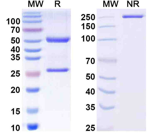 Anti-Human GluA2 Monoclonal Antibody, L21/32R