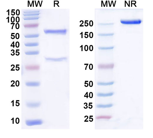 SDS-PAGE for Anti-Human HBEGF Antibody (SAA0453)