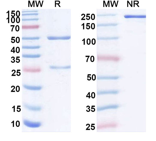 SDS-PAGE for Anti-Human IL21 Antibody (SAA0390)