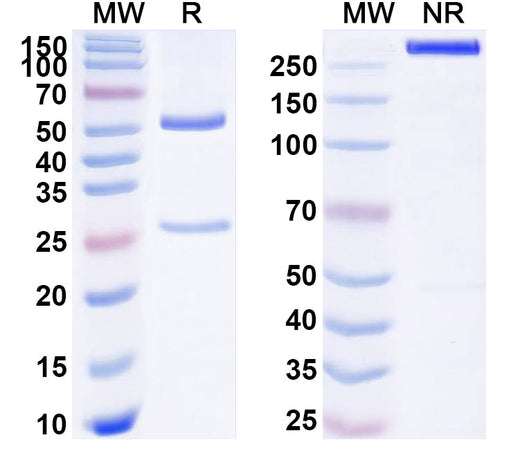 SDS-PAGE for Anti-Human LEP/Leptin Antibody (ABS1901)