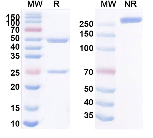 SDS-PAGE for Anti-Human MUC4 Antibodies (8G7)
