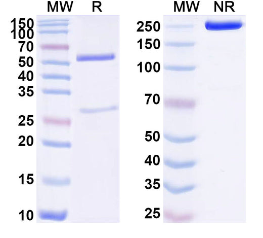 SDS-PAGE for Anti-Human Nesfatin 1/NUCB2 Antibody (ABS2193)