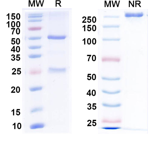 SDS-PAGE for Anti-Mitofusin-2 Antibody (N153/3)