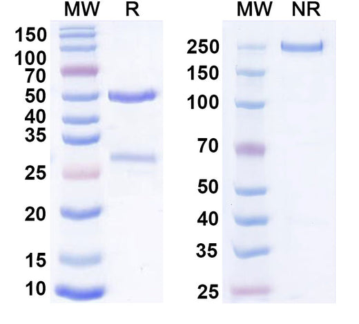 SDS-PAGE for Anti-Mouse CD230 Antibody (6H10)