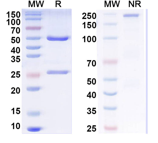 SDS-PAGE for InVivoMAb Anti-Human F8/Coagulation factor VIII Antibody (G99)