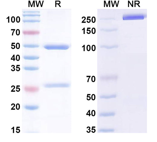 SDS-PAGE for InVivoMAb Anti-Human IL21 (Iv0032)