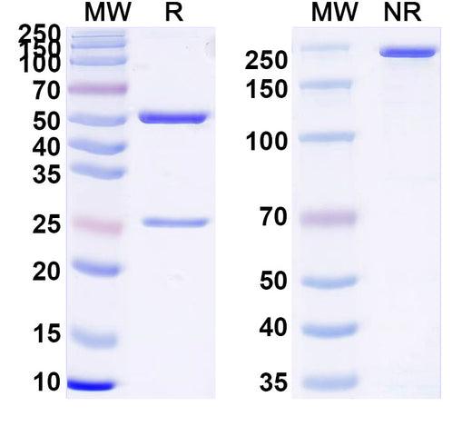 SDS-PAGE for InVivoMAb Anti-Human TNFSF9/4-1BBL Antibody (Iv0139)