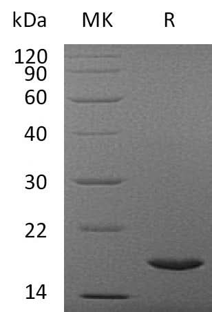> 95% as determined by reducing SDS-PAGE.