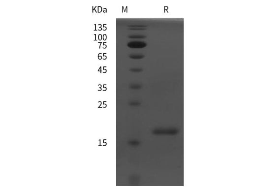 SDS-PAGE analysis of Rat PPAR-α proteins, 2 μg/lane of Recombinant Rat PPAR-α proteins was resolved with SDS-PAGE under reducing conditions, showing bands at 18 kDa.