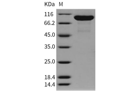 > 95 % as determined by reducing SDS-PAGE.