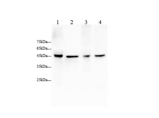 Anti-Mouse/Rat APOA4 Antibody - ABMIUM
