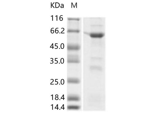 > 75 % as determined by reducing SDS-PAGE.