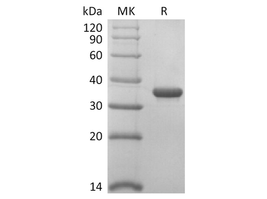 > 95 % as determined by reducing SDS-PAGE.