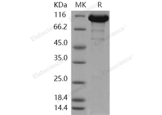 > 90 % as determined by reducing SDS-PAGE.