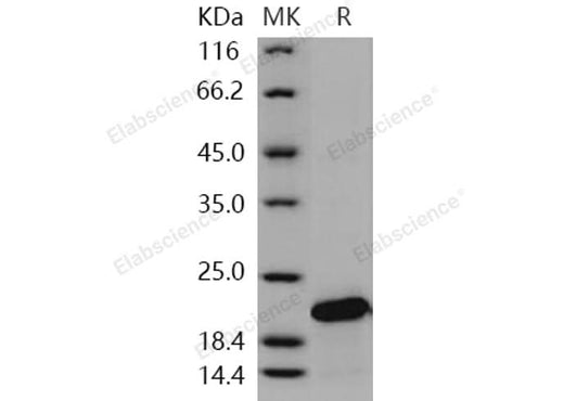 > 97 % as determined by reducing SDS-PAGE.