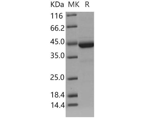 > 93 % as determined by reducing SDS-PAGE.