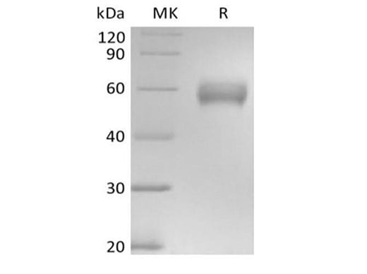 > 95 % as determined by reducing SDS-PAGE.
