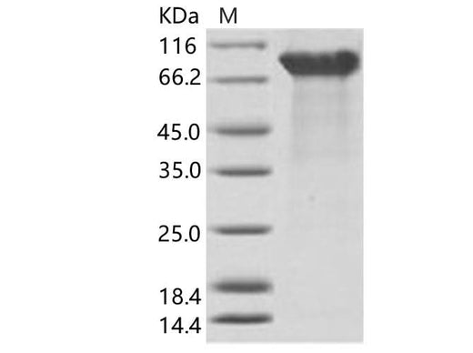 > 95 % as determined by reducing SDS-PAGE.