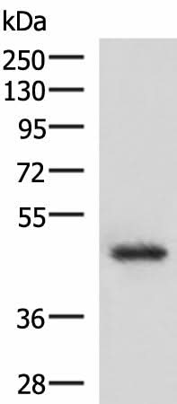 Western blot analysis of 293T cell lysate using LDB1 Polyclonal Antibody at dilution of 1:1000