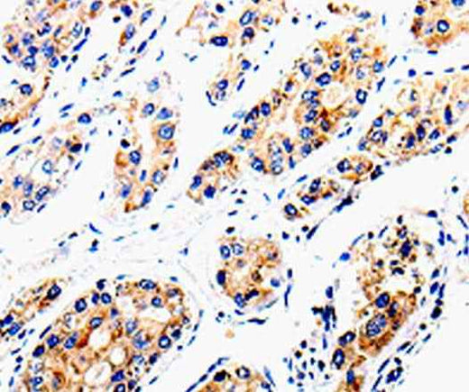 Anti-Human/Mouse COX16 Antibody