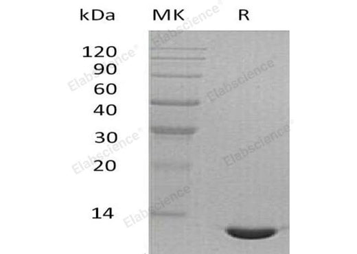 Recombinant Mouse CCL24/Eotaxin-2 Protein - ABMIUM