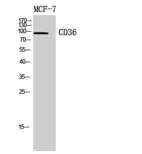 Anti-Human/Mouse/Rat CD36 Antibody