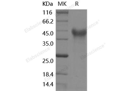 > 90 % as determined by reducing SDS-PAGE.