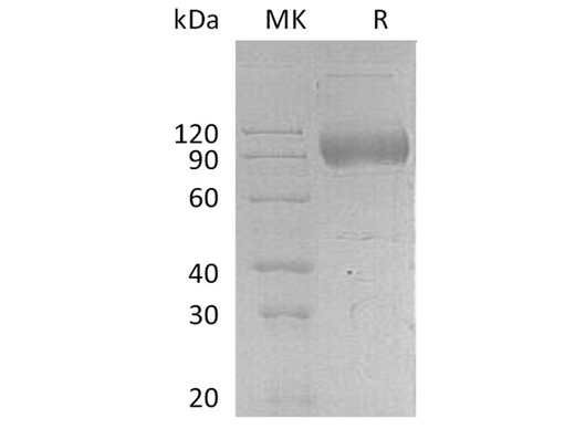 > 90 % as determined by reducing SDS-PAGE.