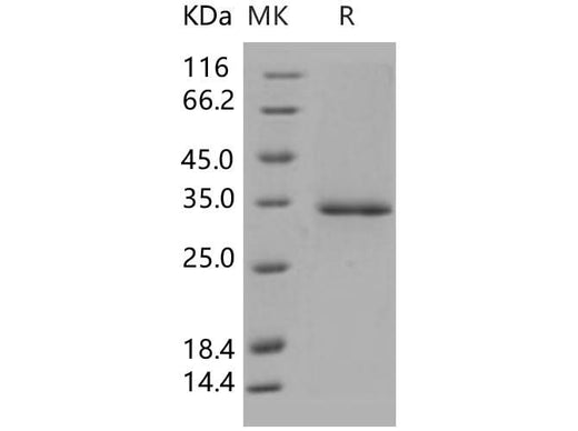 > 95 % as determined by reducing SDS-PAGE.