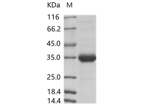 > 95 % as determined by reducing SDS-PAGE.