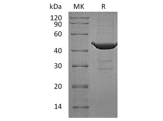 > 90 % as determined by reducing SDS-PAGE.
