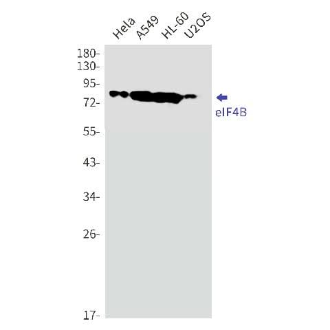 Western blot detection of eIF4B in Hela,A549,HL-60,U2OS cell lysates using eIF4B Rabbit mAb(1:1000 diluted).Predicted band size:69kDa.Observed band size:80kDa.