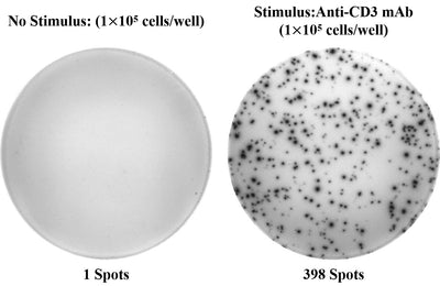 Human IL-17A (Interleukin 17A) ELISPOT Kit - ABMIUM