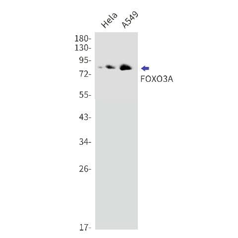 Western blot detection of FOXO3A in Hela,A549 cell lysates using FOXO3A Rabbit mAb(1:1000 diluted).Predicted band size:71kDa.Observed band size:82kDa.