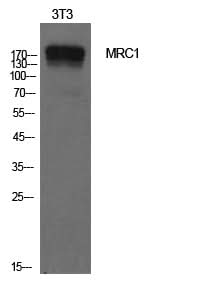 Western Blot analysis of NIH-3T3 cells with CD206 Polyclonal Antibody.