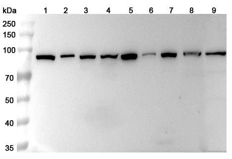 Anti-HSP90AA1 Polyclonal Antibody binds to Recombinant Human HSP90AA1 Protein, N-GST & C-His in WB Assay