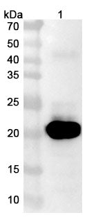 Anti-Human PTH1R VHH (SAA0797) binds to PTH1R, N-His, recombinant protein in WB Assay