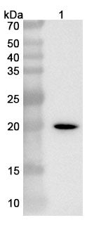 Anti-Human SOD1 VHH (SAA1203) in WB Assay