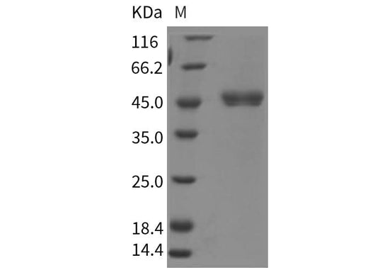 > 90 % as determined by reducing SDS-PAGE.