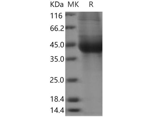 > 90 % as determined by reducing SDS-PAGE.