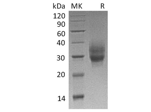 > 90 % as determined by reducing SDS-PAGE.