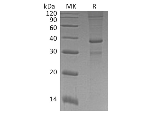 > 90 % as determined by reducing SDS-PAGE.