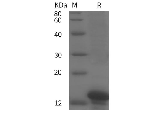 SDS-PAGE analysis of Human APOH proteins, 2 μg/lane of Recombinant Human APOH proteins was resolved with SDS-PAGE under reducing conditions, showing bands at 12 kDa.