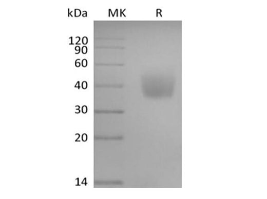Recombinant Human SLAM Family Member 6/SLAMF6/CD352/NTB-A (C-6His-Avi) Biotinylated - ABMIUM