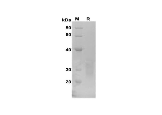 SDS-PAGE analysis of Mouse IL-22 proteins, 2 μg/lane of Recombinant Mouse IL-22 proteins was resolved with SDS-PAGE under reducing conditions, showing bands at 23-35 kDa.