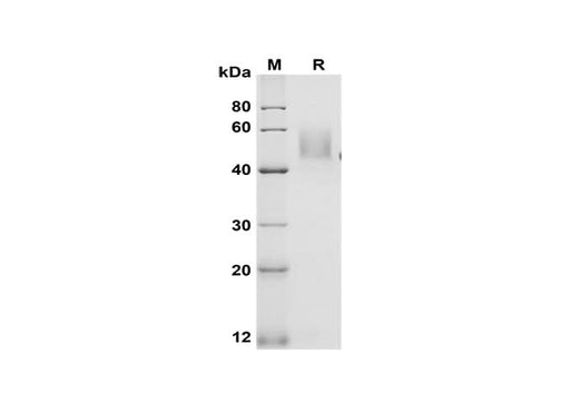 SDS-PAGE analysis of Mouse GITR/TNFRSF18 proteins, 2 μg/lane of Recombinant Mouse GITR/TNFRSF18 proteins was resolved with SDS-PAGE under reducing conditions, showing bands at 50 kDa.