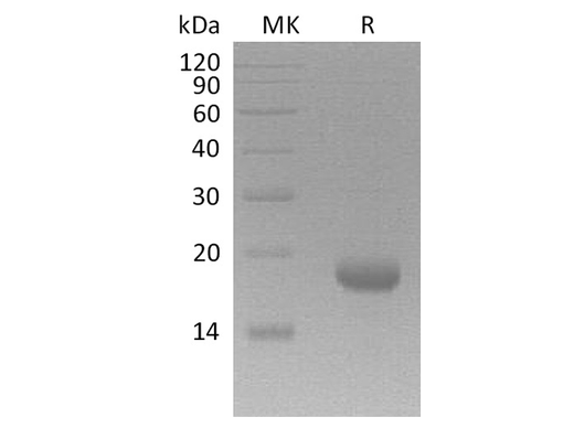 > 95 % as determined by reducing SDS-PAGE.